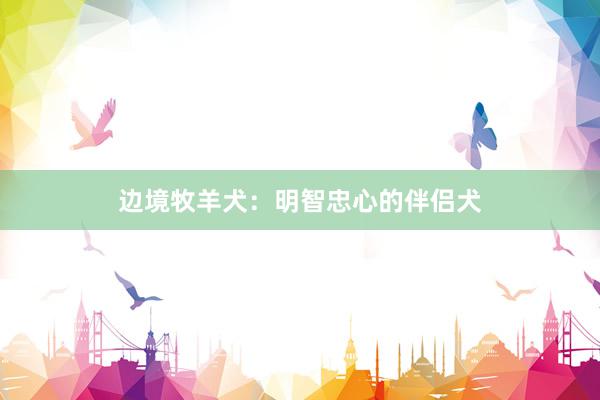 边境牧羊犬:明智忠心的伴侣犬